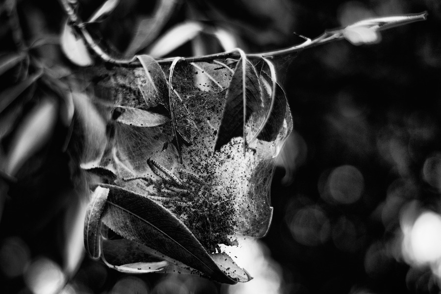 Caterpillars of the gossamer moth in the veil net