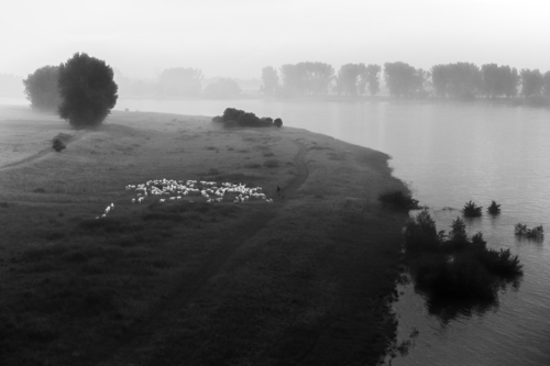 Schafherde in Düsseldorf am Rhein